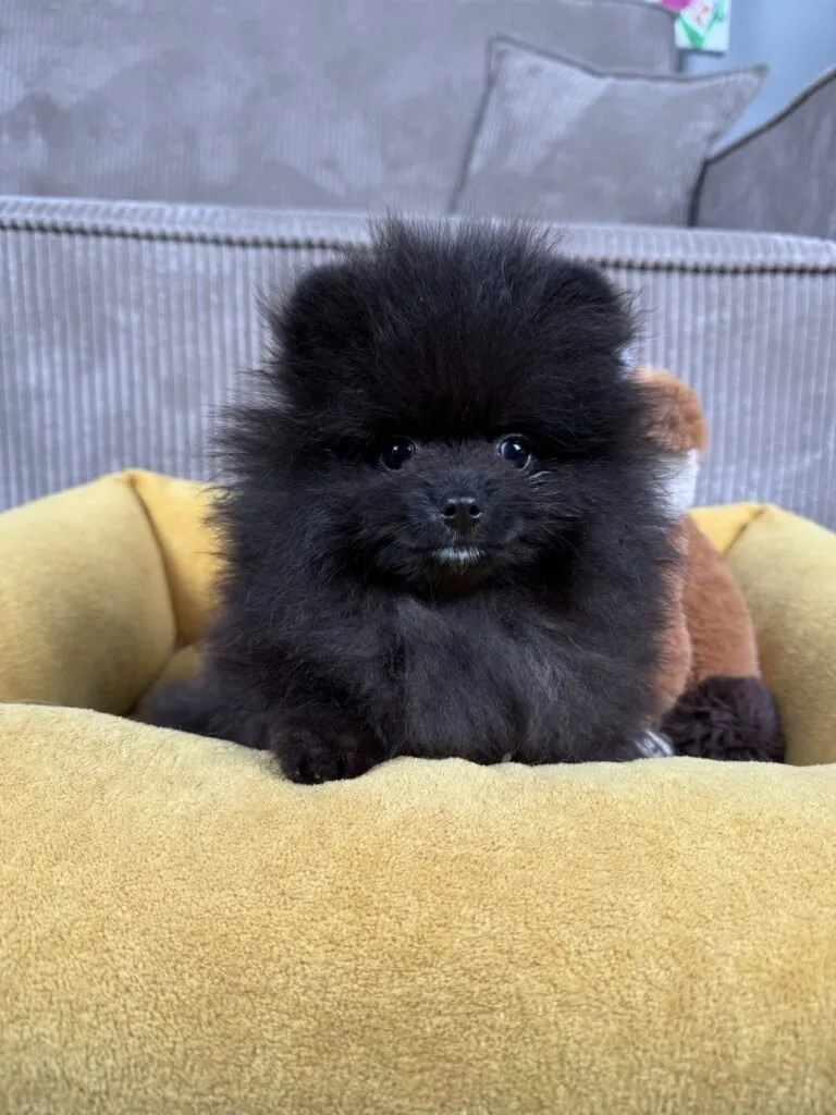 Pomeranian black puppy