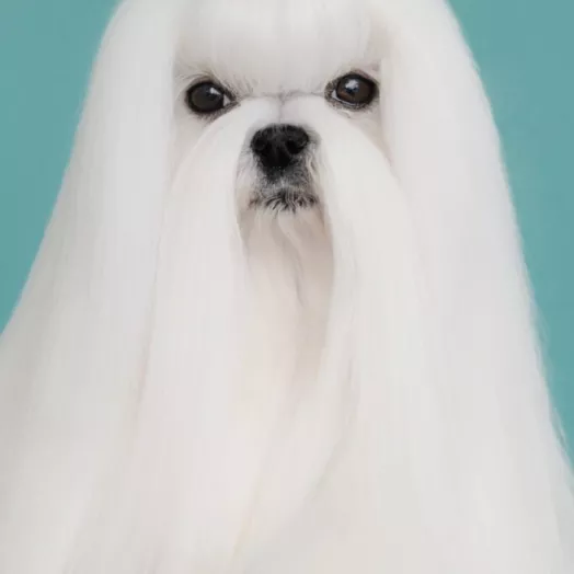 champion Maltese Bichon Tauro Kennel 