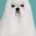 champion Maltese Bichon Tauro Kennel 