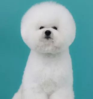 Champion Bichon Frise male Tauro Kennel stud