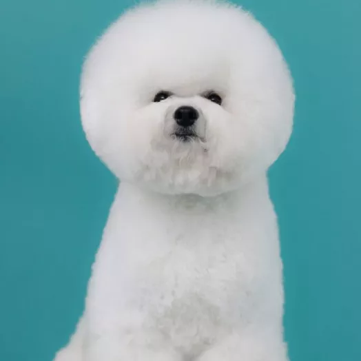 Champion Bichon Frise male Tauro Kennel stud