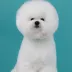 Champion Bichon Frise male Tauro Kennel stud