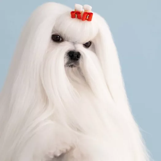 champion Maltese Bichon Tauro Kennel 