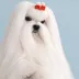 champion Maltese Bichon Tauro Kennel 