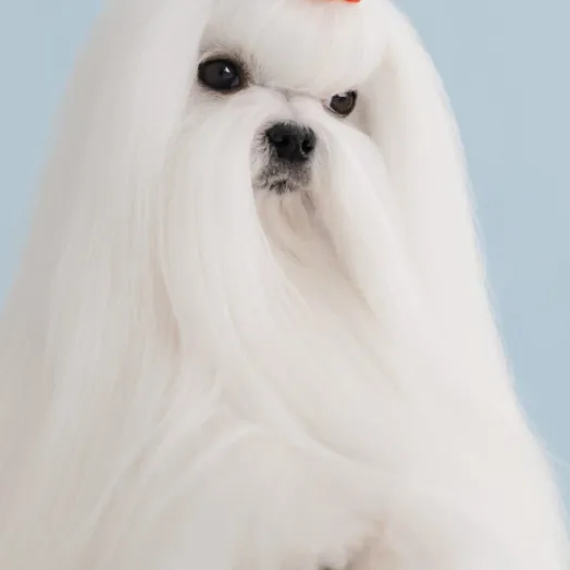 Champion Maltese Bichon - Tauro Kennel 