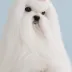 Champion Maltese Bichon - Tauro Kennel 