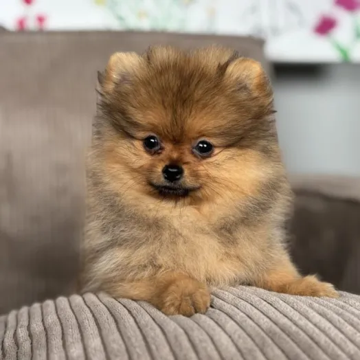 pomeranian puppy