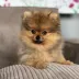 pomeranian puppy