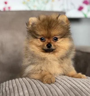 pomeranian puppy