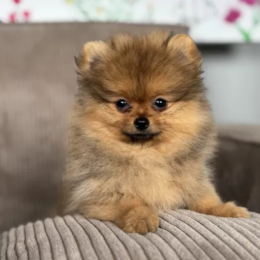 pomeranian puppy
