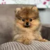 pomeranian puppy