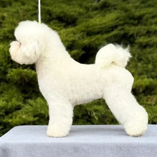 Champion Bichon Frise female Tauro Kennel World junior winner 2026