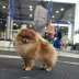 Champion pomeranian Female Tauro Kennel