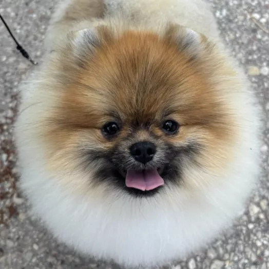 Tauro Kennel Pomeranian Spitz — show-quality breeding