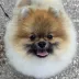 Tauro Kennel Pomeranian Spitz — show-quality breeding