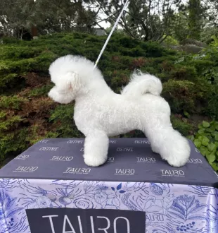 Tauro Kennel Bichon Frise — show-quality breeding
