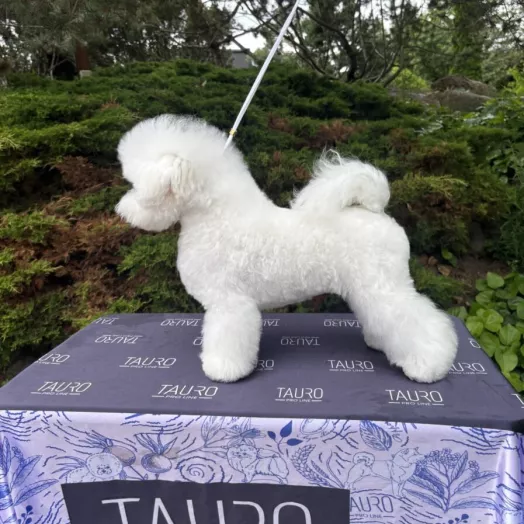 Tauro Kennel Bichon Frise — show-quality breeding