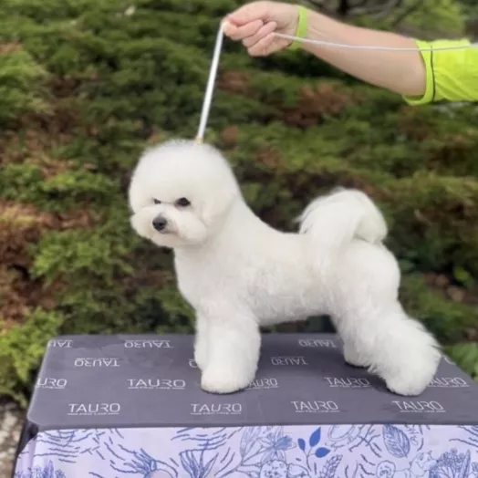 Tauro Kennel Bichon Frise — show-quality breeding