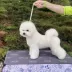 Tauro Kennel Bichon Frise — show-quality breeding