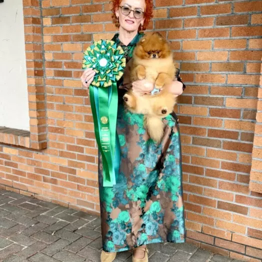 number one Pomeranian in USA 2026 Tauro Kennel