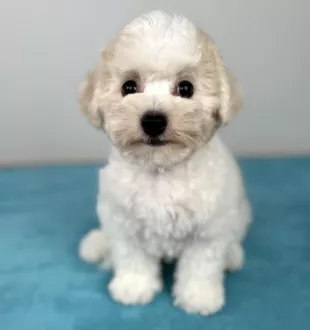 Tauro Kennel Bichon Frise — Home joy dog