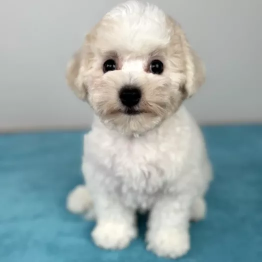 Tauro Kennel Bichon Frise — Home joy dog