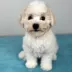Tauro Kennel Bichon Frise — Home joy dog