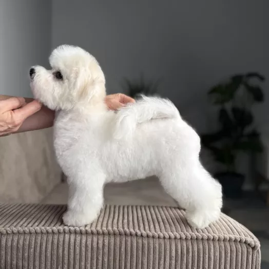 Tauro Kennel Bichon Frise — Home joy dog