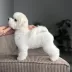 Tauro Kennel Bichon Frise — Home joy dog