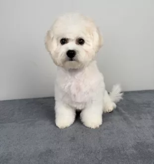Tauro Kennel Bichon Frise — Home joy dog