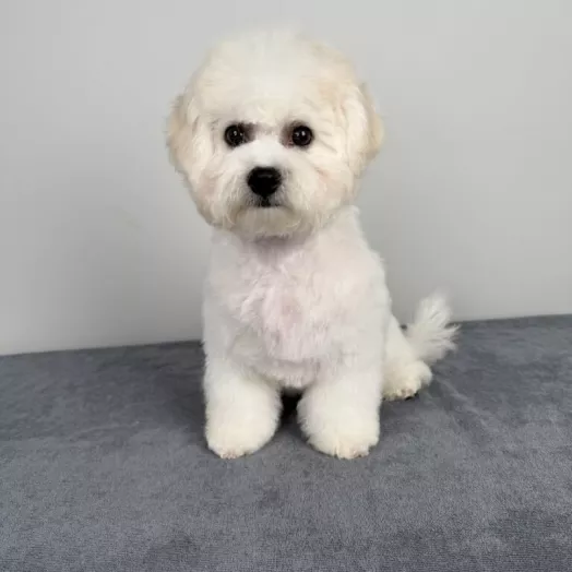 Tauro Kennel Bichon Frise — Home joy dog