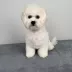Tauro Kennel Bichon Frise — Home joy dog