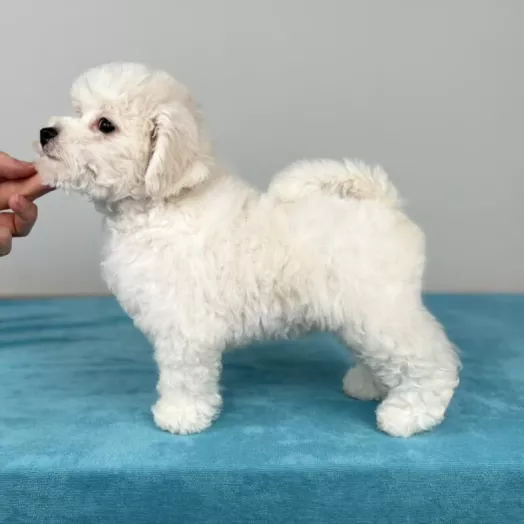 Tauro Kennel Bichon Frise — Home joy dog