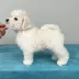 Tauro Kennel Bichon Frise — Home joy dog