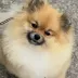 Tauro Kennel Pomeranian Spitz — show-quality breeding