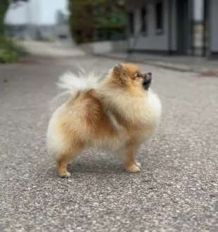 Tauro Kennel Pomeranian Spitz — show-quality breeding