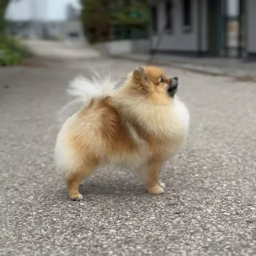 Tauro Kennel Pomeranian Spitz — show-quality breeding