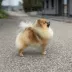 Tauro Kennel Pomeranian Spitz — show-quality breeding
