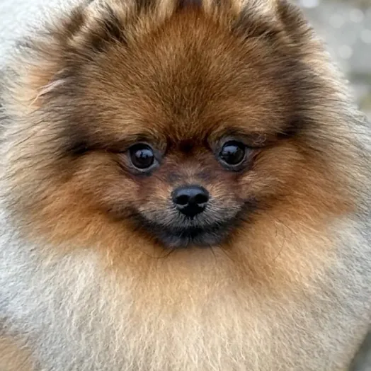 pomeranian male