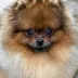 pomeranian male