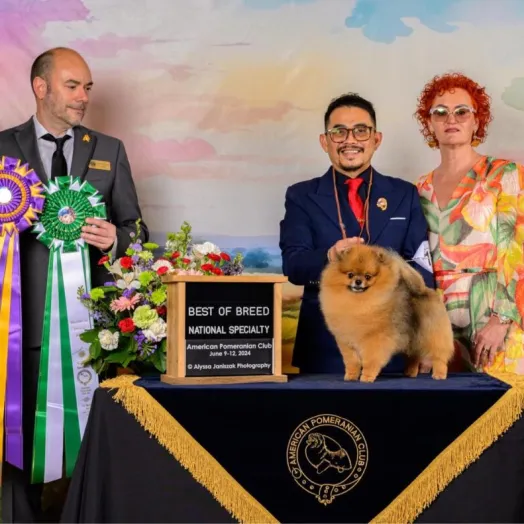 3 times world winner pomeranian Tauro Kennel 