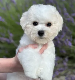 success bichon frise puppy