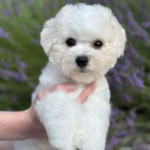 success bichon frise puppy
