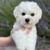 success bichon frise puppy