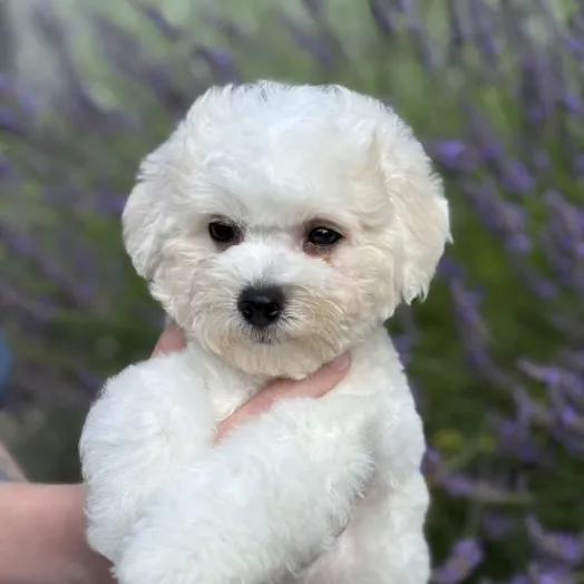 success bichon frise puppy