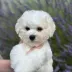 success bichon frise puppy