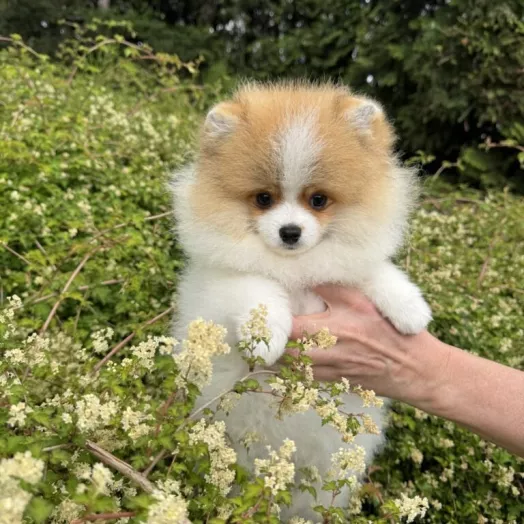 Tauro Kennel Pomeranian Spitz — Home joy dog