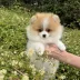 Tauro Kennel Pomeranian Spitz — Home joy dog