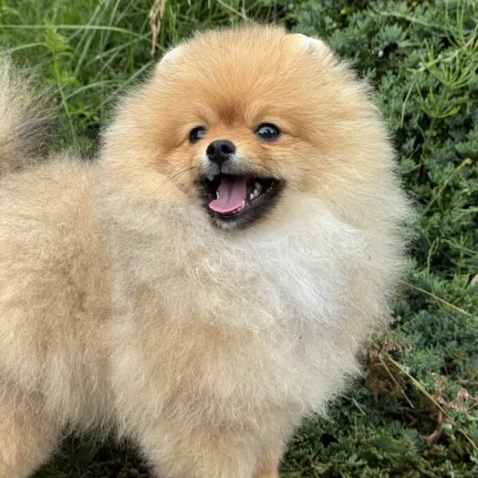 Tauro Kennel Pomeranian Spitz — Home joy dog