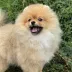 Tauro Kennel Pomeranian Spitz — Home joy dog